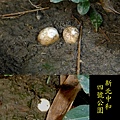 五稜散尾鬼筆 1060605_2 4號公園.jpg