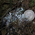 細腳擬青黴Paecilomyces tenuipes 1061109_6 圓通寺.JPG