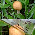 冠狀球蓋菇Stropharia coronilla-1 1060604_1 中和綜合運動場草地.JPG