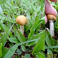 冠狀球蓋菇Stropharia coronilla-1 1060604_3 中和綜合運動場草地.JPG