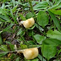 冠狀球蓋菇Stropharia coronilla-2 1060604_1 中和綜合運動場草地.JPG