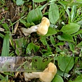 冠狀球蓋菇Stropharia coronilla-2 1060604_2 中和綜合運動場草地.JPG