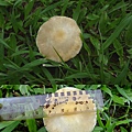 冠狀球蓋菇Stropharia coronilla-4 1060604_2 中和綜合運動場草地.JPG
