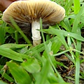 冠狀球蓋菇Stropharia coronilla-4 1060604_3 中和綜合運動場草地.JPG