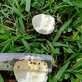 冠狀球蓋菇Stropharia coronilla-5 1060604_1 中和綜合運動場草地.JPG