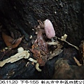 粒褶似鬼傘Coprinopsis clastophylla(in黃脈刺桐 1061120_01 4號公園.JPG