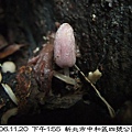 粒褶似鬼傘Coprinopsis clastophylla(in黃脈刺桐 1061120_02 4號公園.JPG