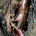 粒褶似鬼傘Coprinopsis clastophylla(in黃脈刺桐 1061120_05 4號公園.JPG