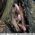 粒褶似鬼傘Coprinopsis clastophylla(in黃脈刺桐 1061120_06 4號公園.JPG