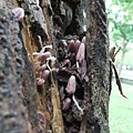 粒褶似鬼傘Coprinopsis clastophylla(in黃脈刺桐 1061120_08 4號公園.JPG