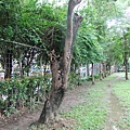 粒褶似鬼傘Coprinopsis clastophylla(in黃脈刺桐 1061120_10 4號公園.JPG