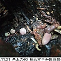 粒褶似鬼傘Coprinopsis clastophylla(in黃脈刺桐 1061121_01 4號公園.JPG