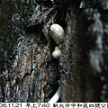 粒褶似鬼傘Coprinopsis clastophylla(in黃脈刺桐 1061121_03 4號公園.JPG