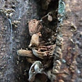 粒褶似鬼傘Coprinopsis clastophylla(in黃脈刺桐 1061121_04 4號公園.JPG