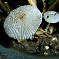 似鬼傘屬 Coprinopsis 1050410(5-59)_3.JPG