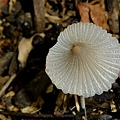 褶紋超鬼傘 Parasola plicatilis 1060417_1.JPG