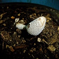 灰蓋似鬼傘Coprinopsis cinerea-2 1080722_3.JPG