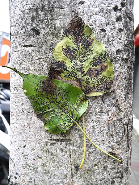 黑痣菌科 菩提黑脂病菌(黑腫病) 1080418_1 廣福路.JPG