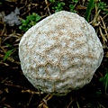 紫色禿馬勃Calvatia lilacina-1 1080725_114 承德路三段113巷.JPG