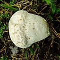 紫色禿馬勃Calvatia lilacina-1 1080725_118 承德路三段113巷.JPG