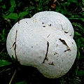 紫色禿馬勃Calvatia lilacina-2 1080725_1 承德路三段113巷.JPG