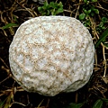 紫色禿馬勃Calvatia lilacina-1 1080725_113 承德路三段113巷.JPG