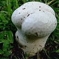 紫色禿馬勃Calvatia lilacina-2 1080725_6 承德路三段113巷.JPG