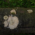 大白栓菌Trametes_lactinea1060512_03 圓通寺.JPG