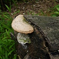 大白栓菌Trametes_lactinea1060512_05 圓通寺.JPG