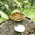 大白栓菌Trametes_lactinea1060512_06 圓通寺.JPG