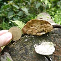 大白栓菌Trametes_lactinea1060512_07 圓通寺.JPG