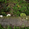 大白栓菌Trametes_lactinea1060512_09 圓通寺.JPG