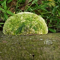 大白栓菌Trametes_lactinea1060512_10 圓通寺.JPG