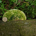 大白栓菌Trametes_lactinea1060512_11 圓通寺.JPG