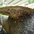 大白栓菌Trametes_lactinea1060512_14 圓通寺.JPG