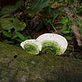 大白栓菌Trametes_lactinea1060512_15 圓通寺.JPG