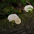 大白栓菌Trametes_lactinea1060512_18 圓通寺.JPG