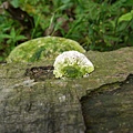 大白栓菌Trametes_lactinea1060512_19 圓通寺.JPG