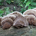 分枝毛茸革蓋菌 Coriolopsis telfarii 1070423_3 圓通寺.JPG