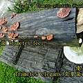 粉紅栓菌Trametes feei 1020225_1-1 植物園.JPG