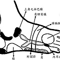 腳底病理反射區部位圖-2-2.jpg