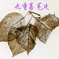 葉脈 九重葛 苞片1030612.jpg