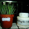 植物標籤製作_2 1040210.JPG