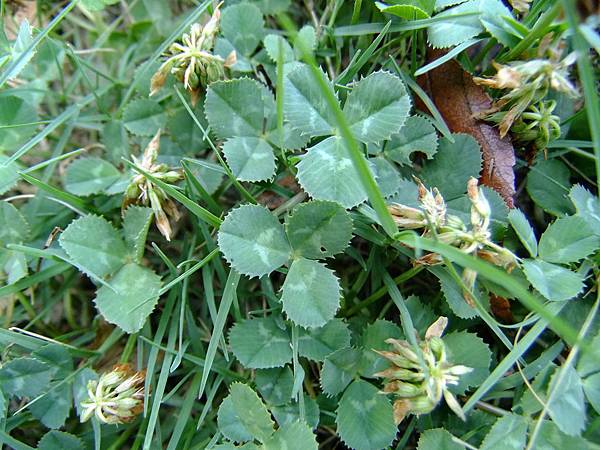 白花三葉草 1030730_1 綜合運動場.jpg