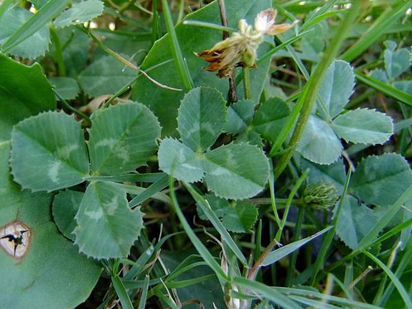 白花三葉草 1030730_2 綜合運動場.jpg