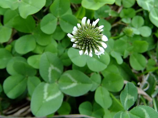 白花三葉草 1040129_1 連城路公園.JPG