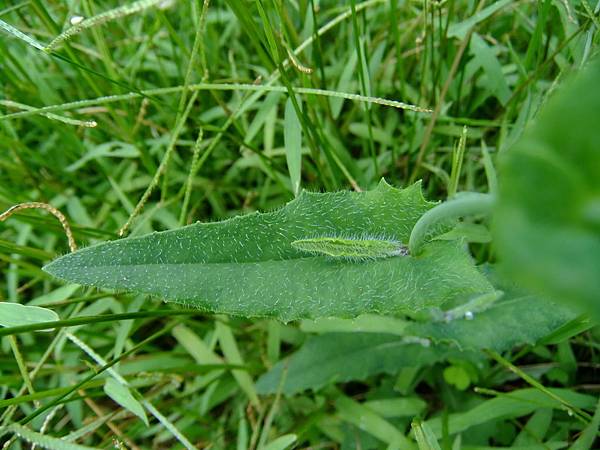 植物野花野草菊科紫背草屬 紫背草 1 連城路公園 Jpg Jsy247 的相簿 痞客邦 植物野花野草菊科紫背草屬 紫背草 1 連城路公園 Jpg Jsy247 的相簿 痞客邦