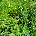 霍香薊(白花) 1030808-2 廣福路.jpg