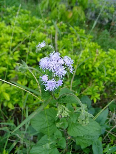 紫花藿香薊 1030724_1 中山路二段136巷.jpg