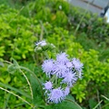 紫花藿香薊 1030724_2 中山路二段136巷.jpg